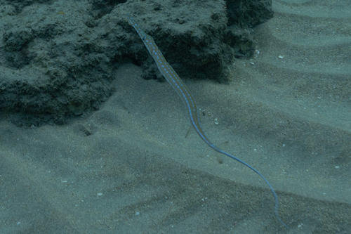 Bluespotted cornetfish (Fistularia tabacaria) — Fistulariidae — 4