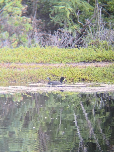 Fulica alai observed 2026-01-18