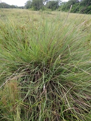 Sorghastrum setosum
