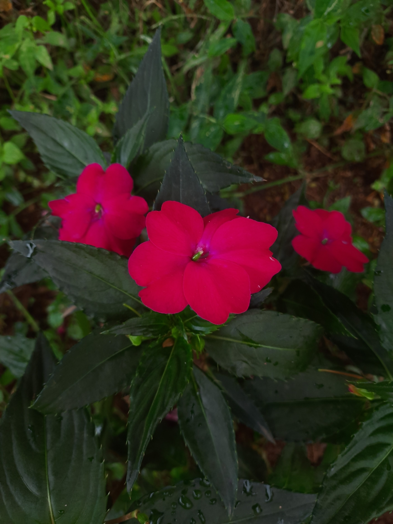 Impatiens hawkeri