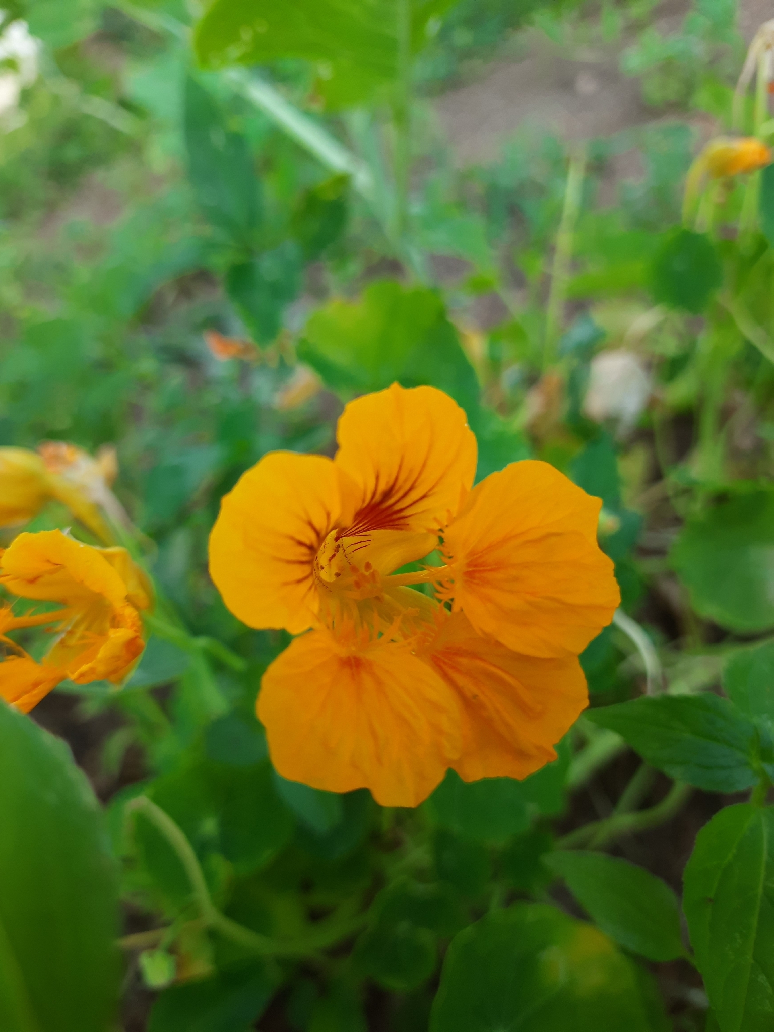 Tropaeolum majus