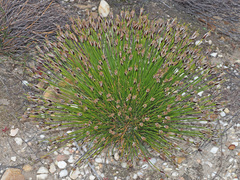 Ficinia ixioides glabra