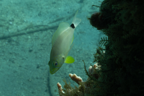 Bad lucks (Hypoplectrus unicolor) — Serranidae — 5