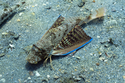 Blackwing searobin (Prionotus rubio) — Triglidae