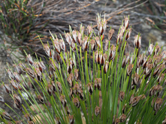 Ficinia ixioides glabra