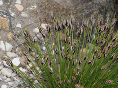 Ficinia ixioides glabra