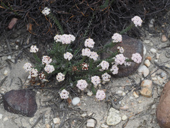 Elytropappus hispidus