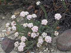 Elytropappus hispidus