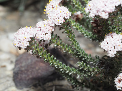 Elytropappus hispidus