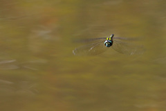 Rhionaeschna planaltica