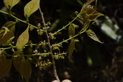 Celtis tetrandra