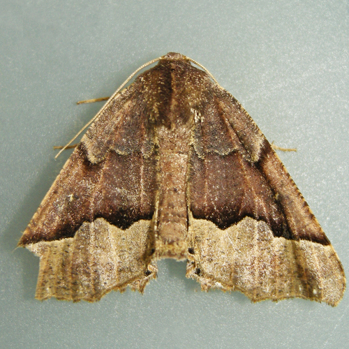 Hübner's Pero Moth photo 4
