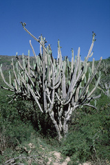 Cereus hankeanus