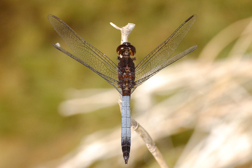 Plateau Dragonlet