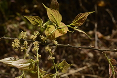 Celtis tetrandra