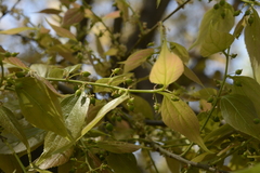 Celtis tetrandra
