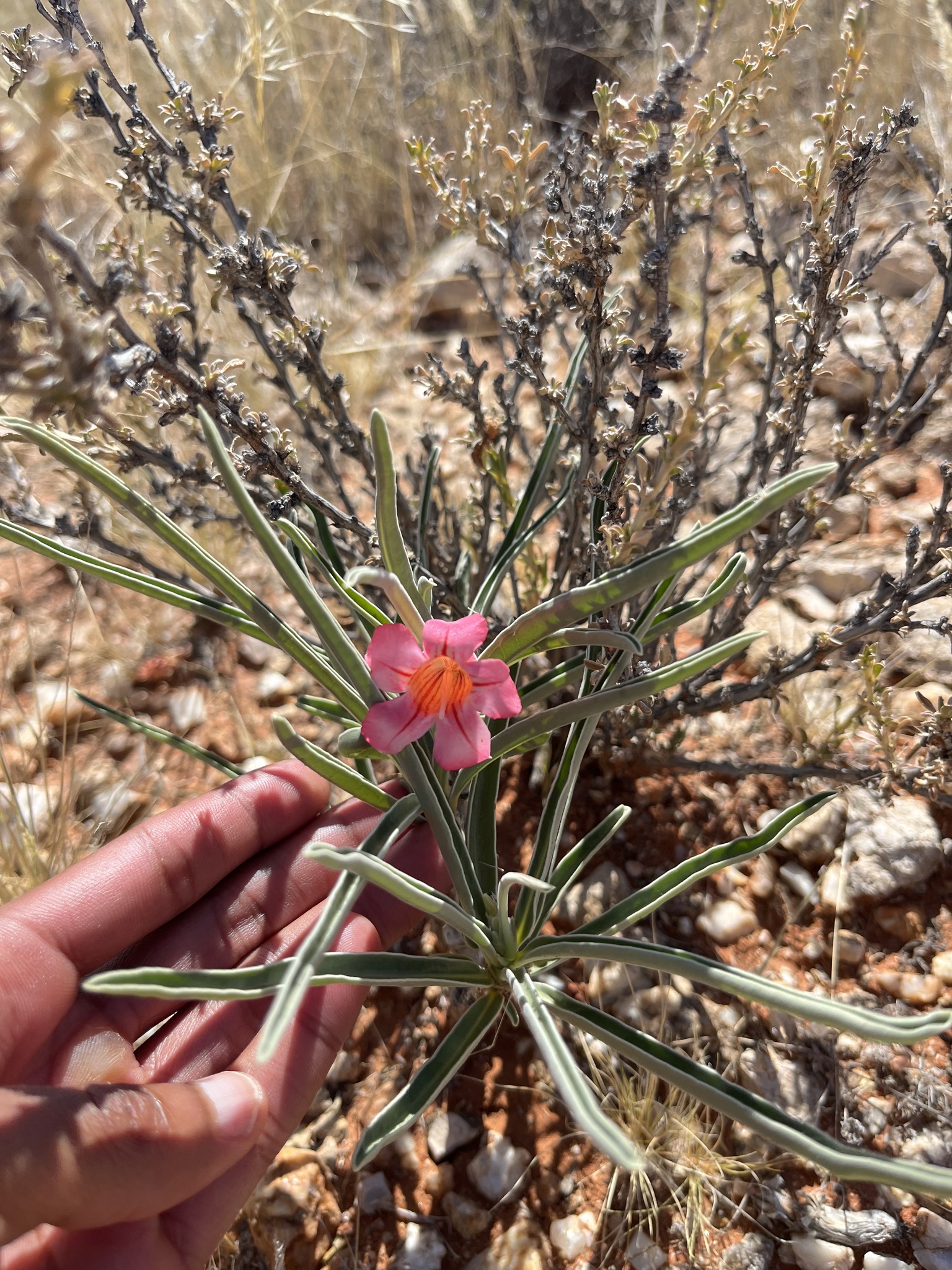 Bitter Kambro (Adenium oleifolium)