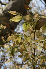 Celtis tetrandra