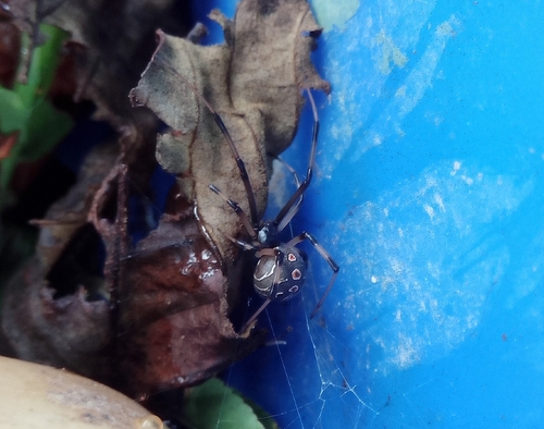 Brown Widow
