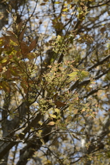 Celtis tetrandra