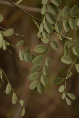 Indigofera cassioides