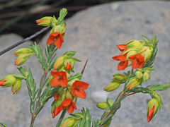 Erica thunbergii