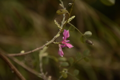 Indigofera cassioides