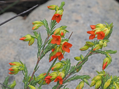 Erica thunbergii