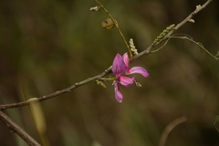 Indigofera cassioides