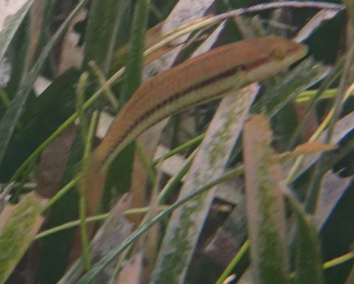 Cleaner Wrasse