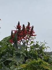 Erythrina variegata