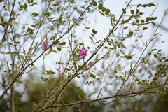 Indigofera cassioides
