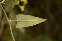 Senecio scandens