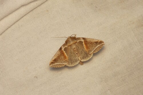 Photo of Buff Arches (Habrosyne pyritoides)