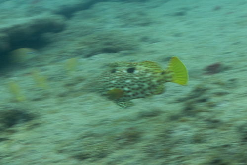 Butterfish (Epinephelus adscensionis) — Serranidae