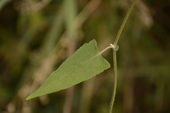 Senecio scandens