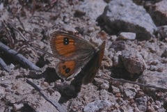Argyrophenga janitae