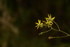 Senecio scandens