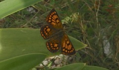 Lycaena salustius