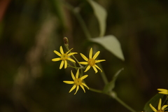 Senecio scandens