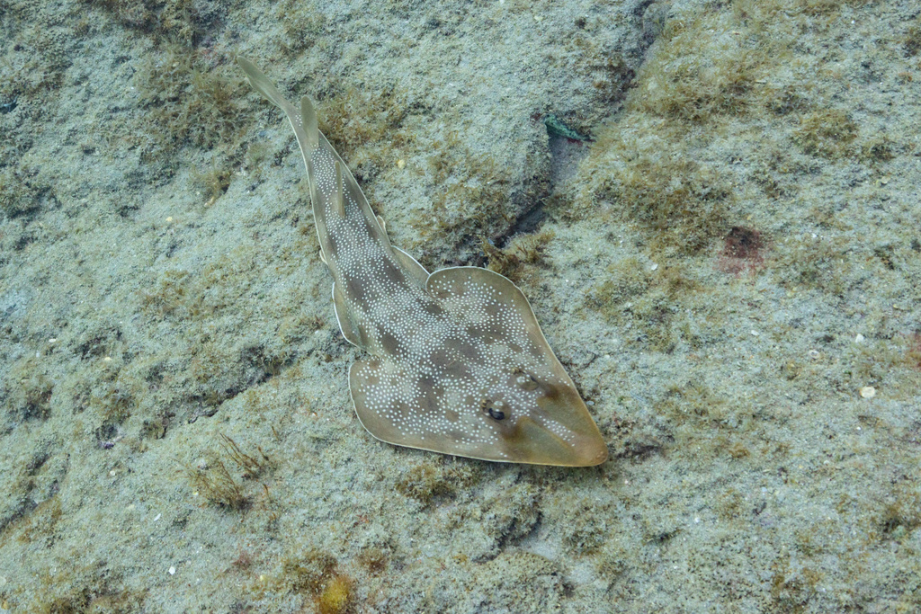 Atlantic guitarfish (Pseudobatos lentiginosus) — Rhinobatidae