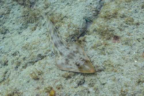 Atlantic guitarfish (Pseudobatos lentiginosus) — Rhinobatidae