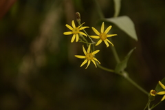 Senecio scandens