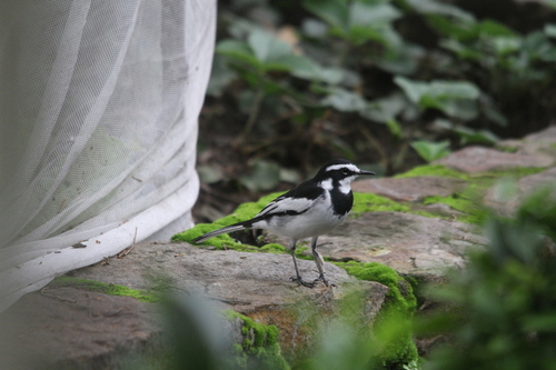 iNaturalist: (c) Joshua Rains, some rights reserved (CC BY-NC), uploaded by Joshua Rains iNaturalist image