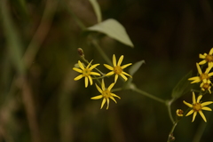 Senecio scandens