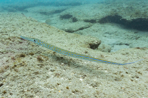 Bluespotted cornetfish (Fistularia tabacaria) — Fistulariidae