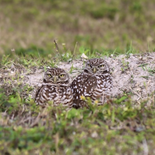 View observation of {o.common_name} on iNaturalist