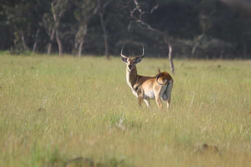 Red Lechwe