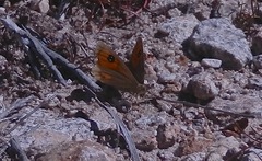 Argyrophenga janitae