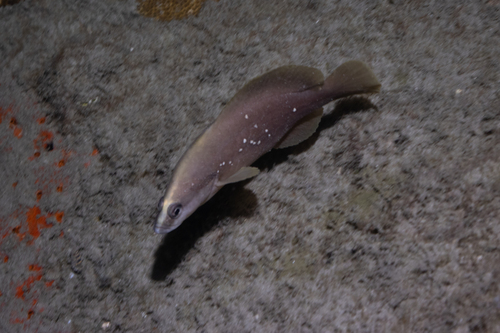 Whitespotted soapfish (Rypticus maculatus) — Serranidae